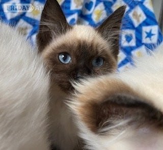 Birmingham Birman Seal Point and Blue Point kittens for sale