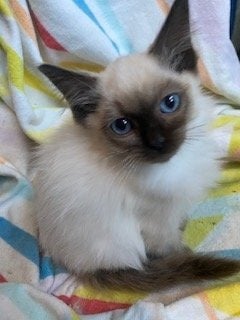 Birman Seal Point and Blue Point kittens for sale