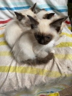 Birman Seal Point and Blue Point kittens for sale - Cats & Kittens