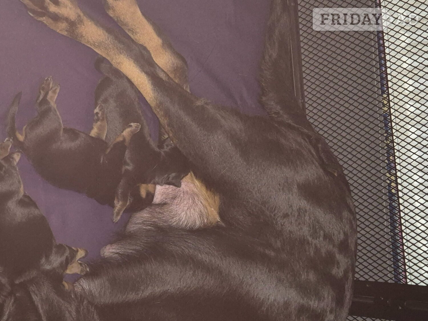 Lovely rotty pups
