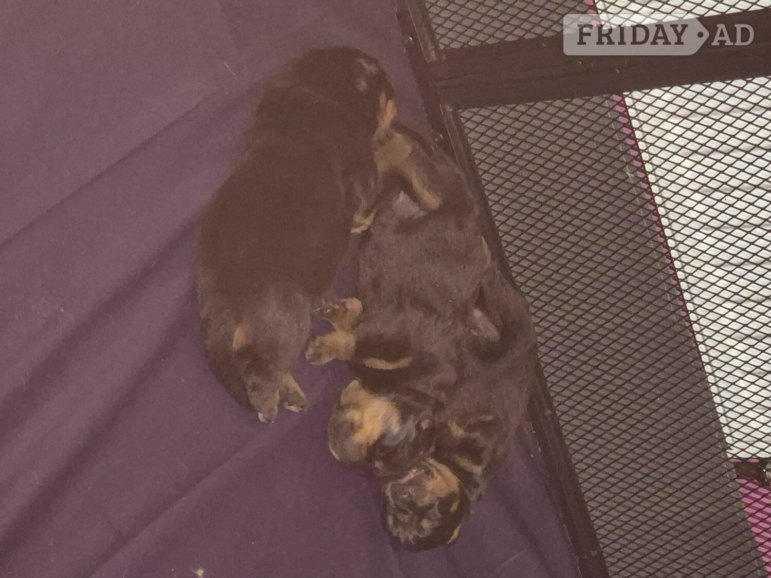 Lovely rotty pups in Lydney