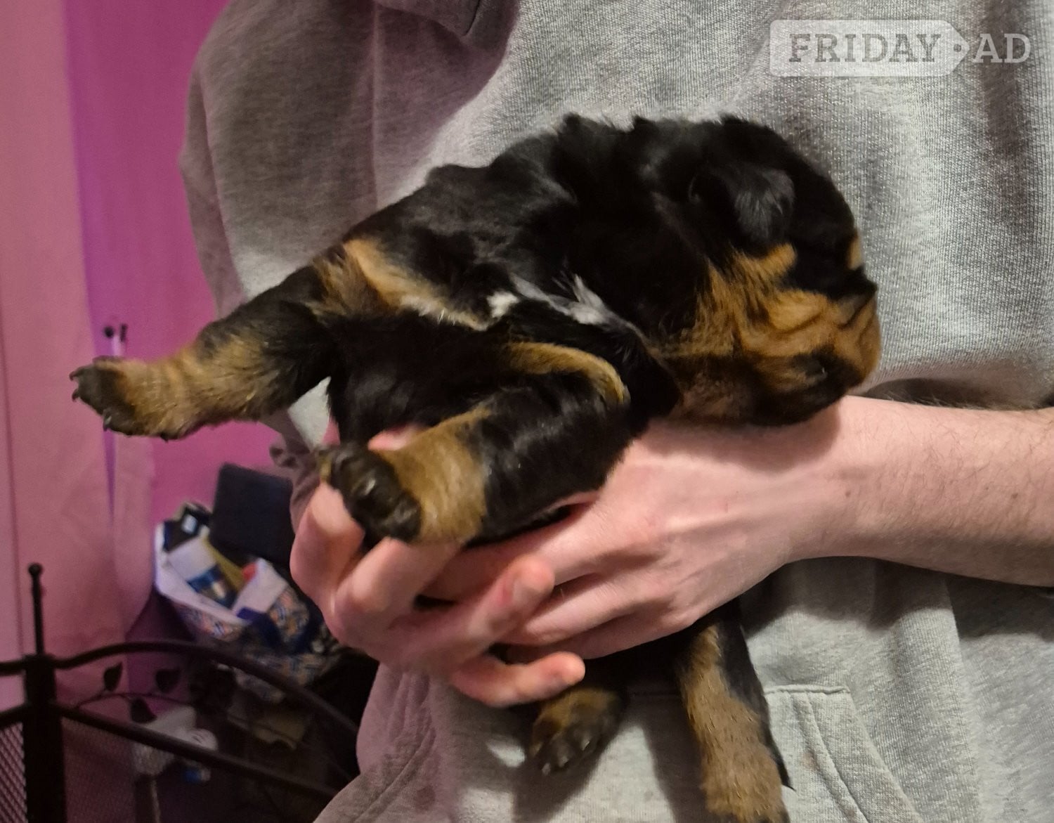 Lydney Lovely rotty pups