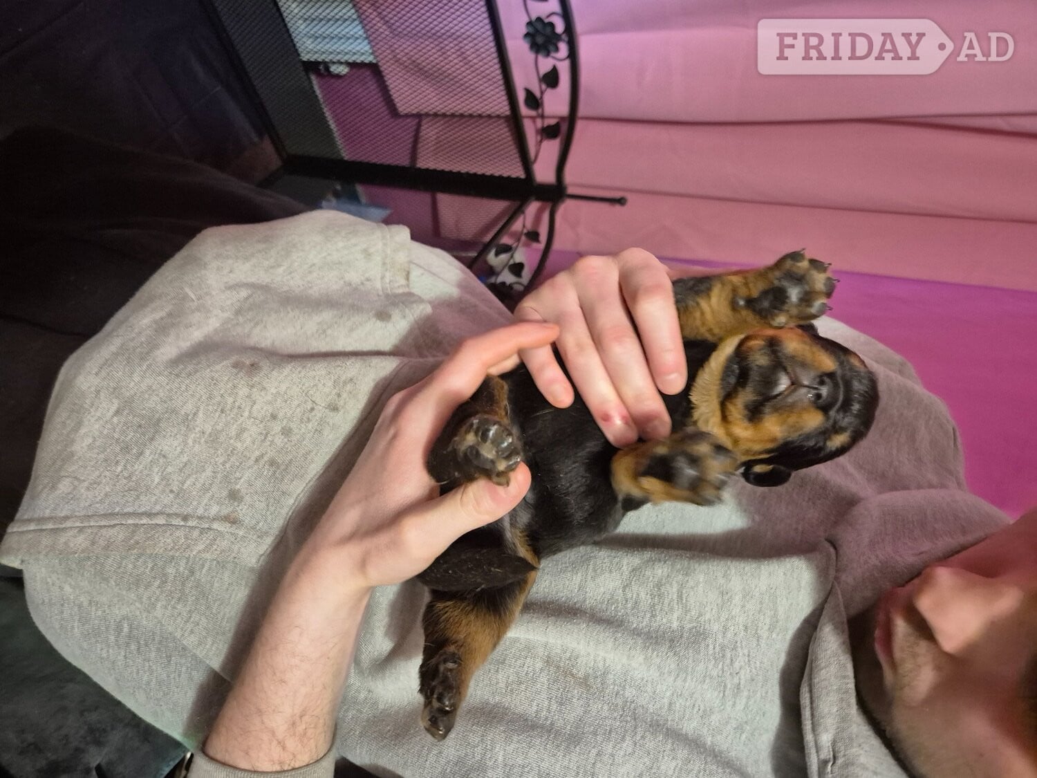 Lovely rotty pups - Dogs & Puppies in Lydney