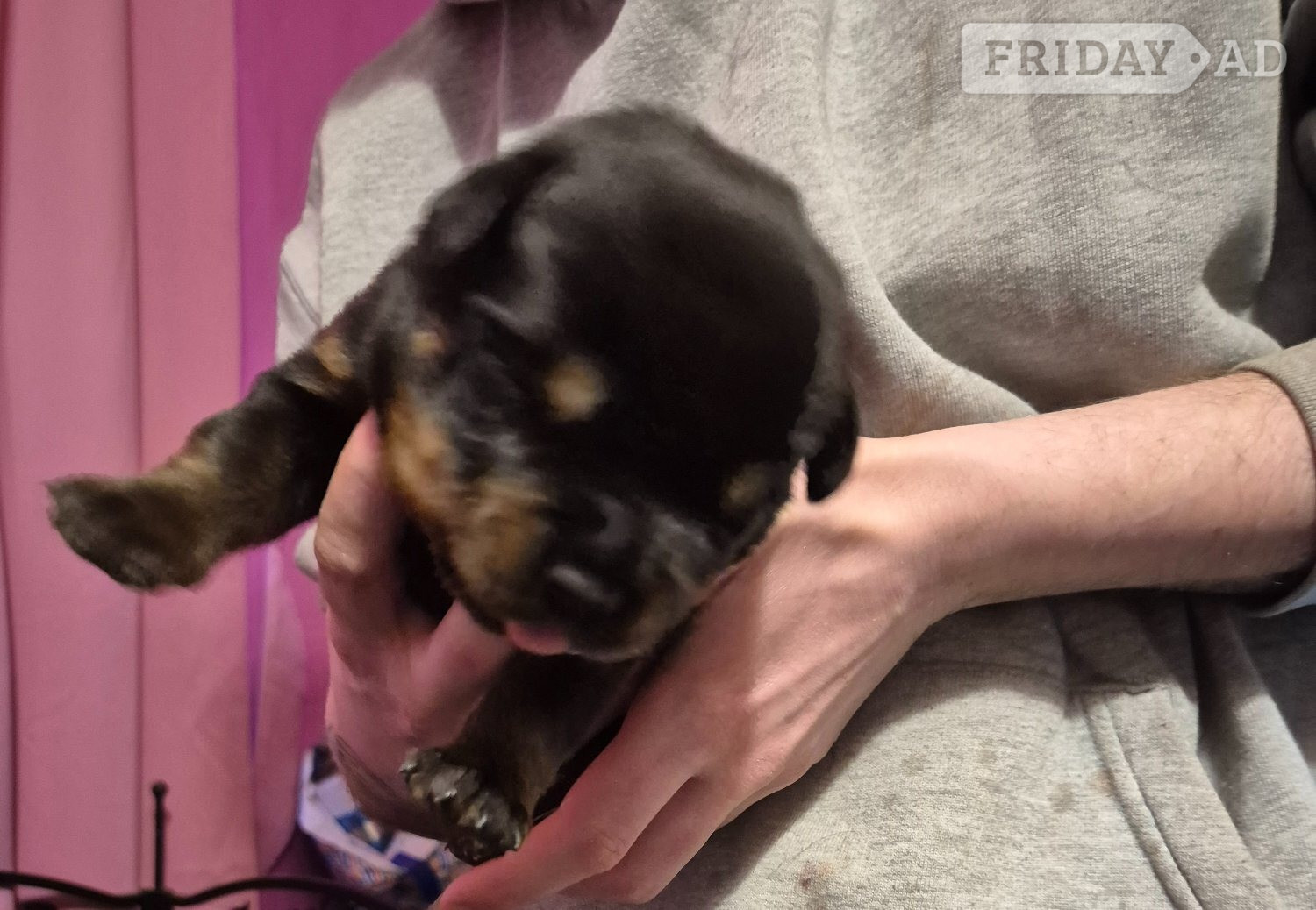Lovely rotty pups - Dogs & Puppies