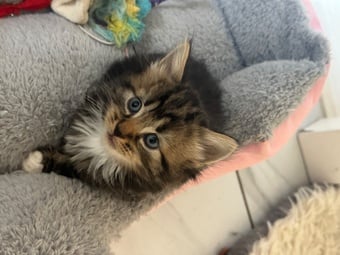 Very fluffy Maincoon cross British blue kitten