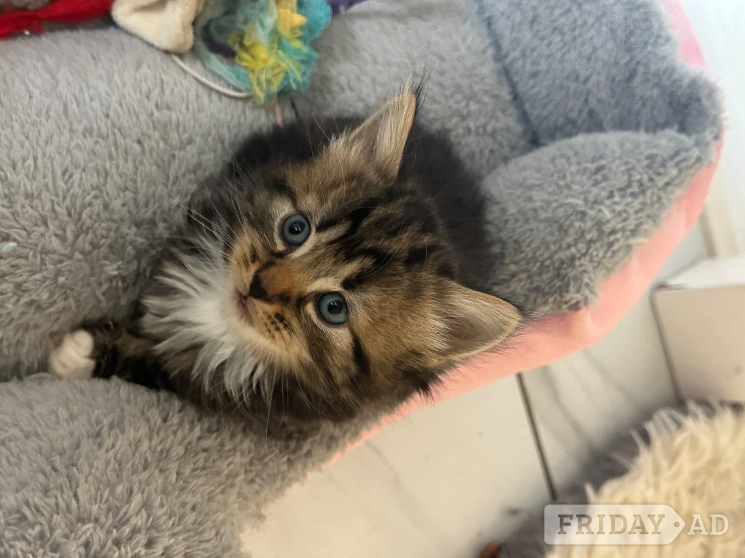 Very fluffy Maincoon cross British blue kitten in Eastbourne