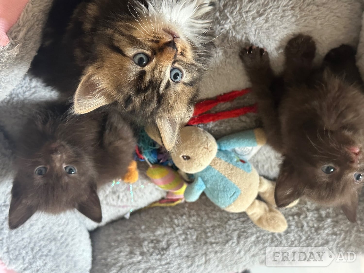 Very fluffy Maincoon cross British blue kitten