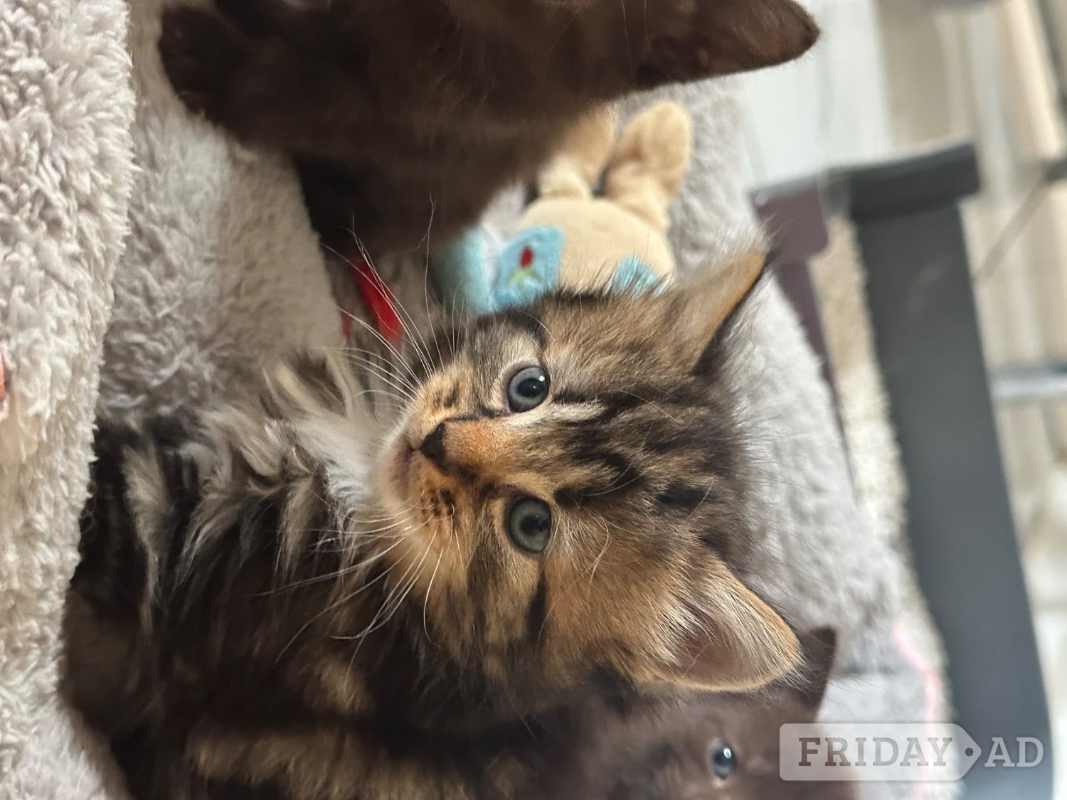 Eastbourne Very fluffy Maincoon cross British blue kitten