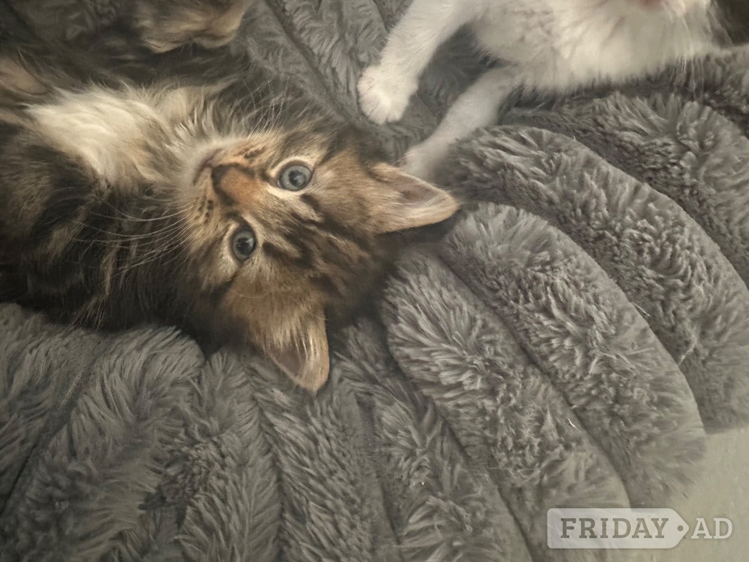 Very fluffy Maincoon cross British blue kitten - Cats & Kittens in Eastbourne