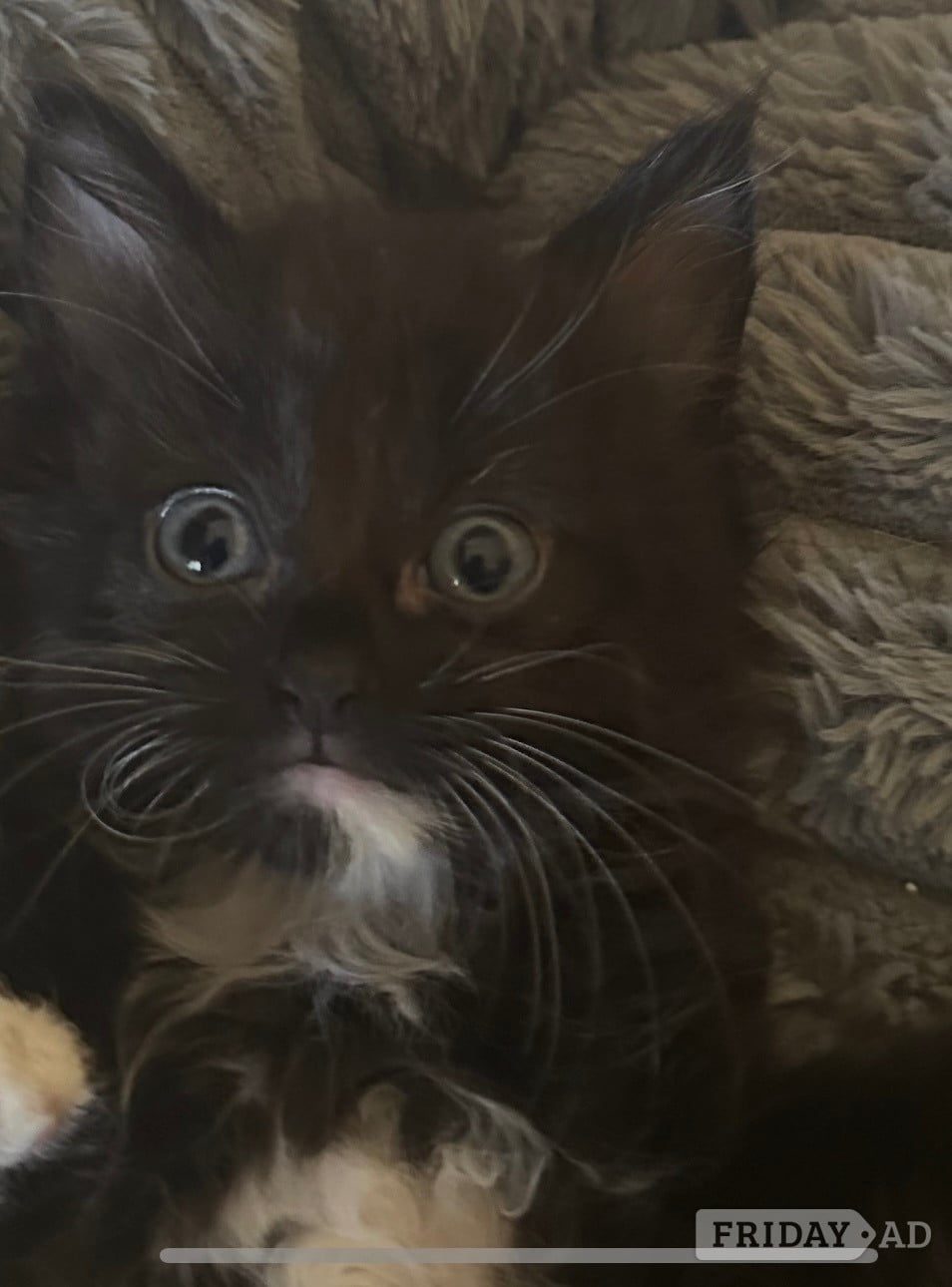 Very fluffy Maincoon cross British blue kitten - Cats & Kittens
