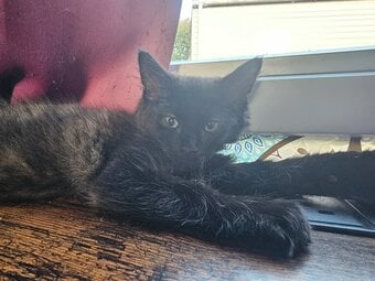 X2 Boy kittens