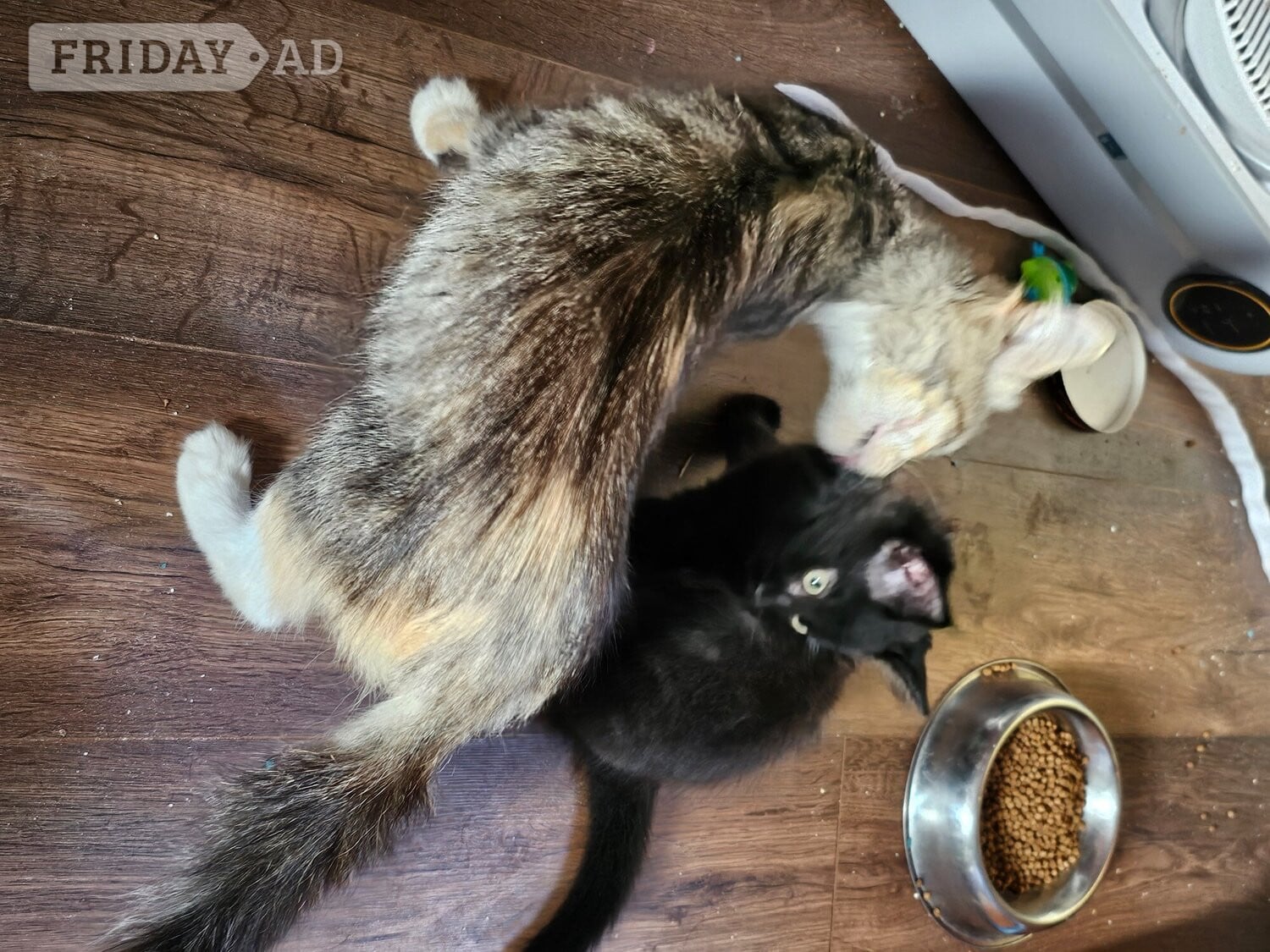 X2 Boy kittens