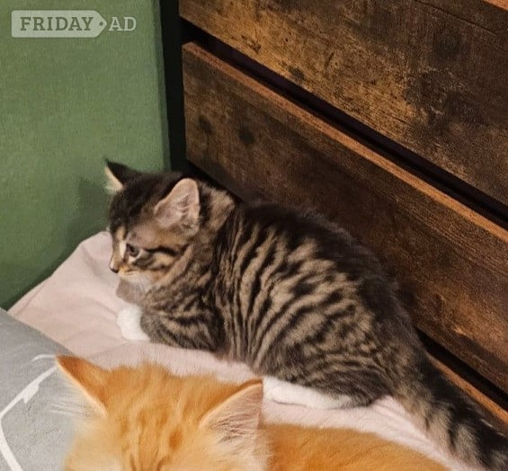 X2 Boy kittens - Cats & Kittens in Hastings
