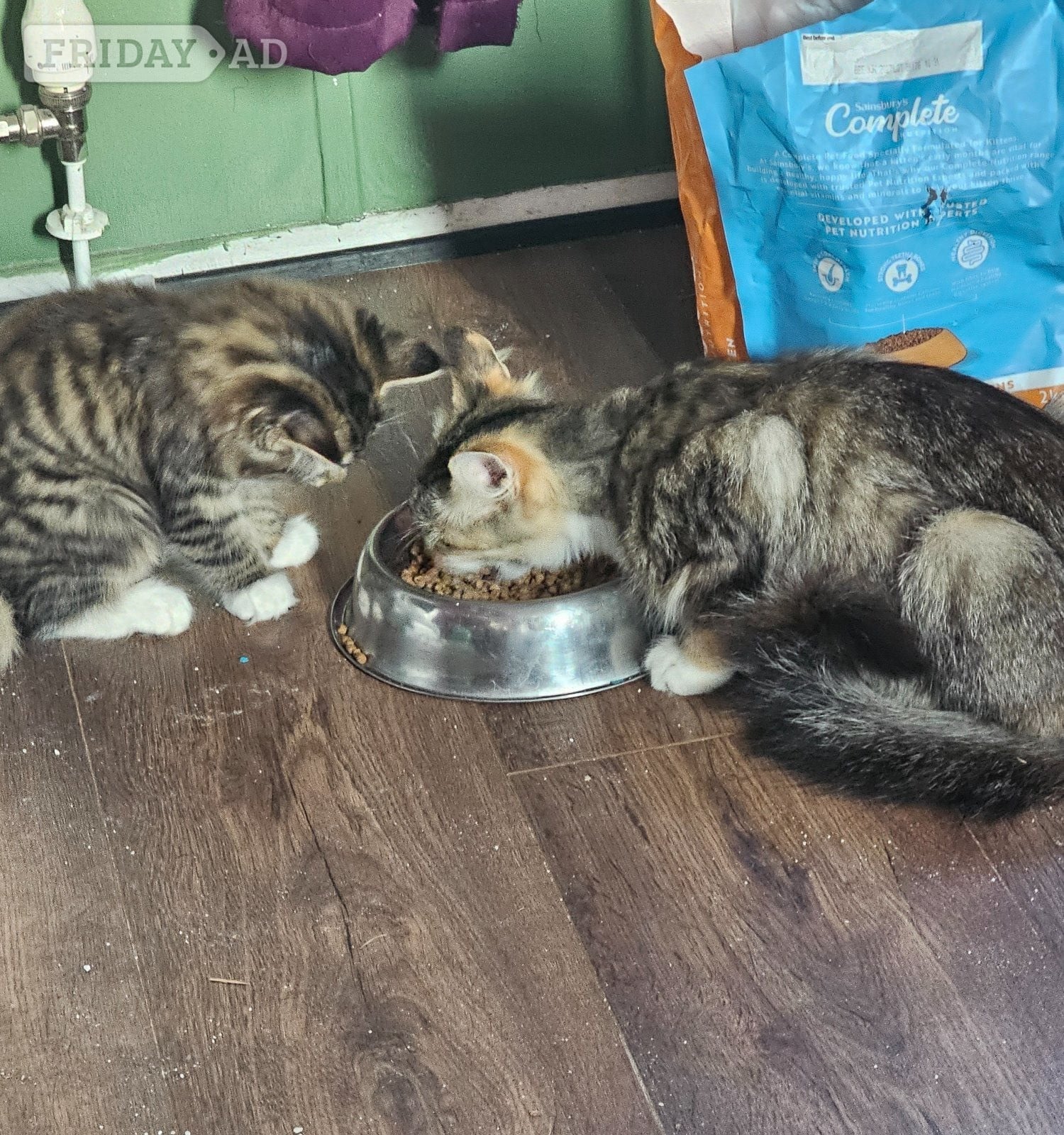 X2 Boy kittens - Cats & Kittens