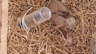 Last 2 girl ferrets comes with cage food and toys