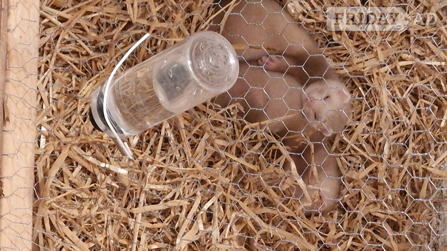Last 2 girl ferrets comes with cage food and toys
