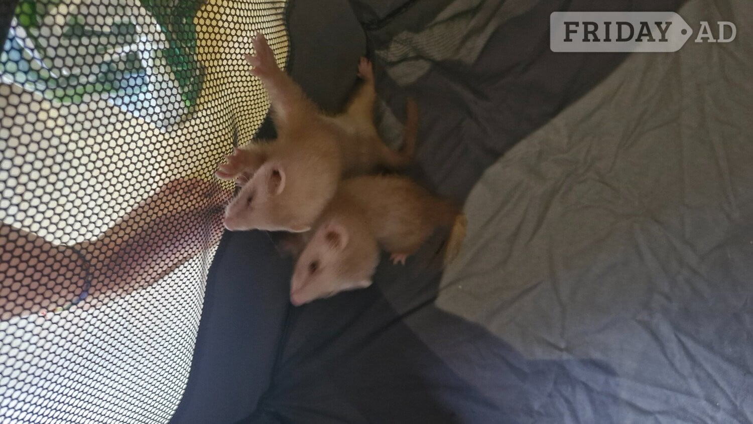 Hastings Last 2 girl ferrets comes with cage food and toys
