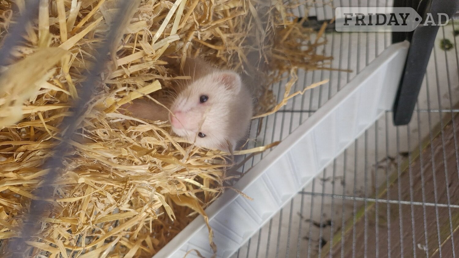 Last 2 girl ferrets comes with cage food and toys - Guinea Pigs & Small Furries in Hastings