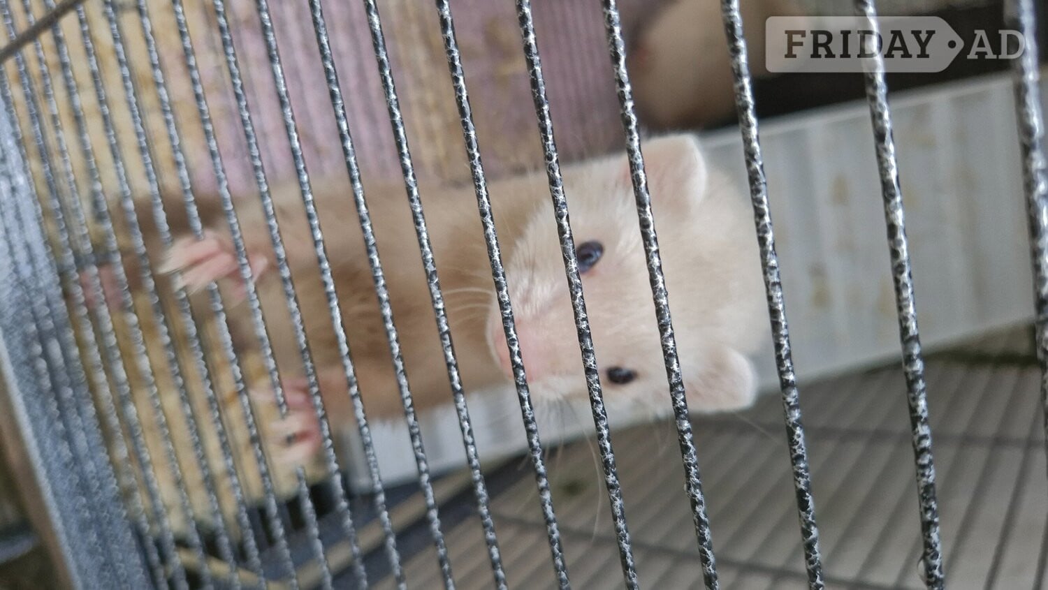 Last 2 girl ferrets comes with cage food and toys - Guinea Pigs & Small Furries