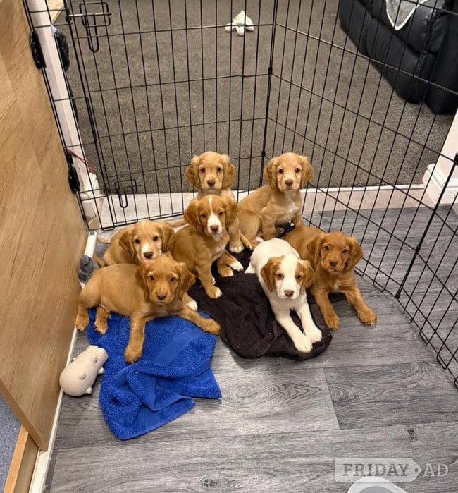 Beautiful Cocker Spaniel pups in Aberdare