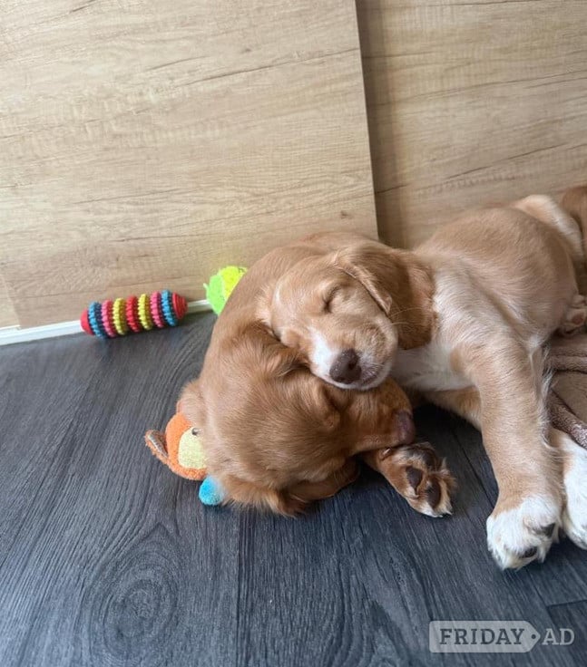 Beautiful Cocker Spaniel pups