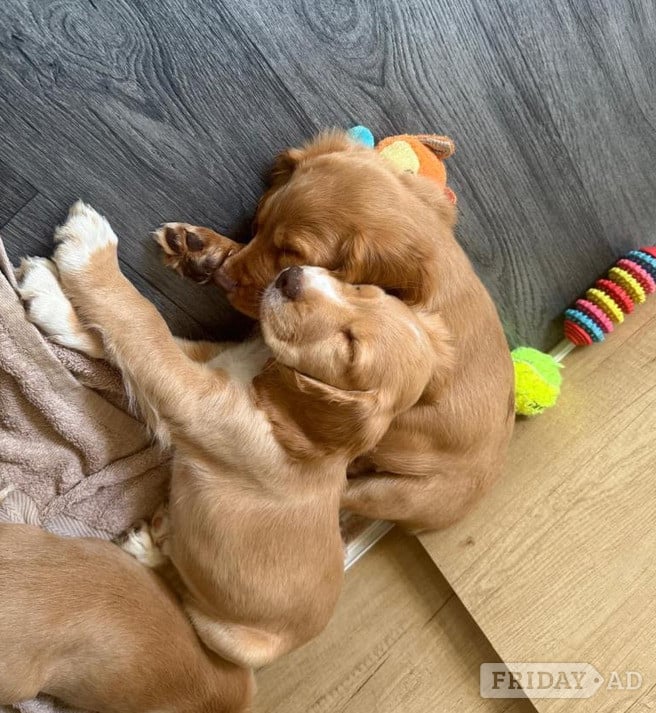 Aberdare Beautiful Cocker Spaniel pups