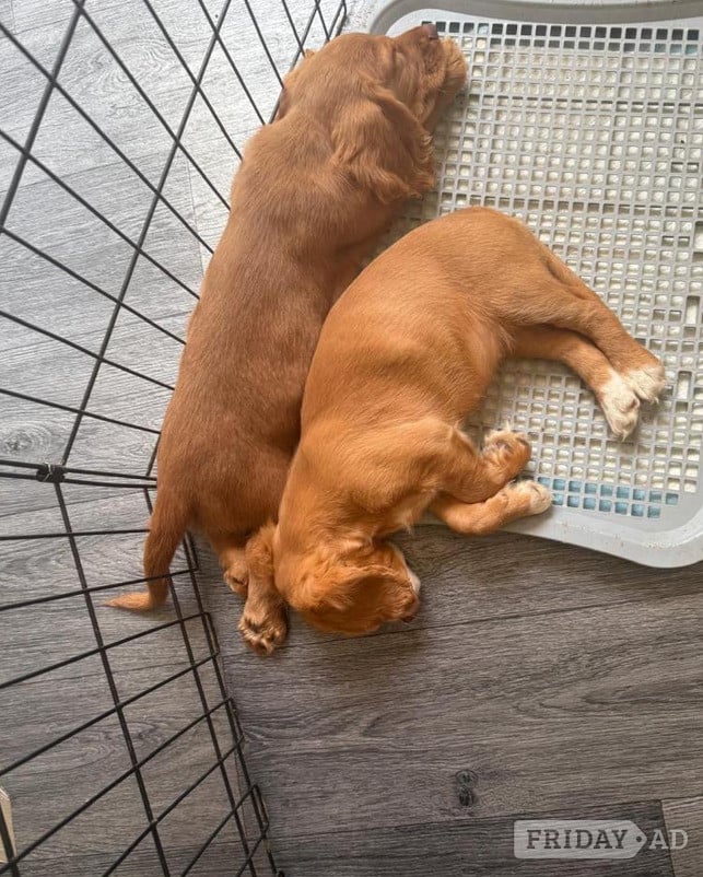 Beautiful Cocker Spaniel pups - Dogs & Puppies in Aberdare