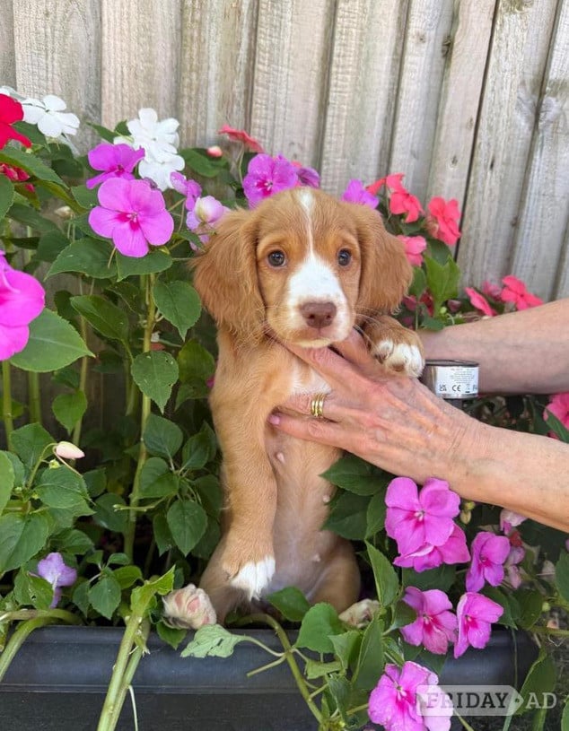 Beautiful Cocker Spaniel pups - Dogs & Puppies