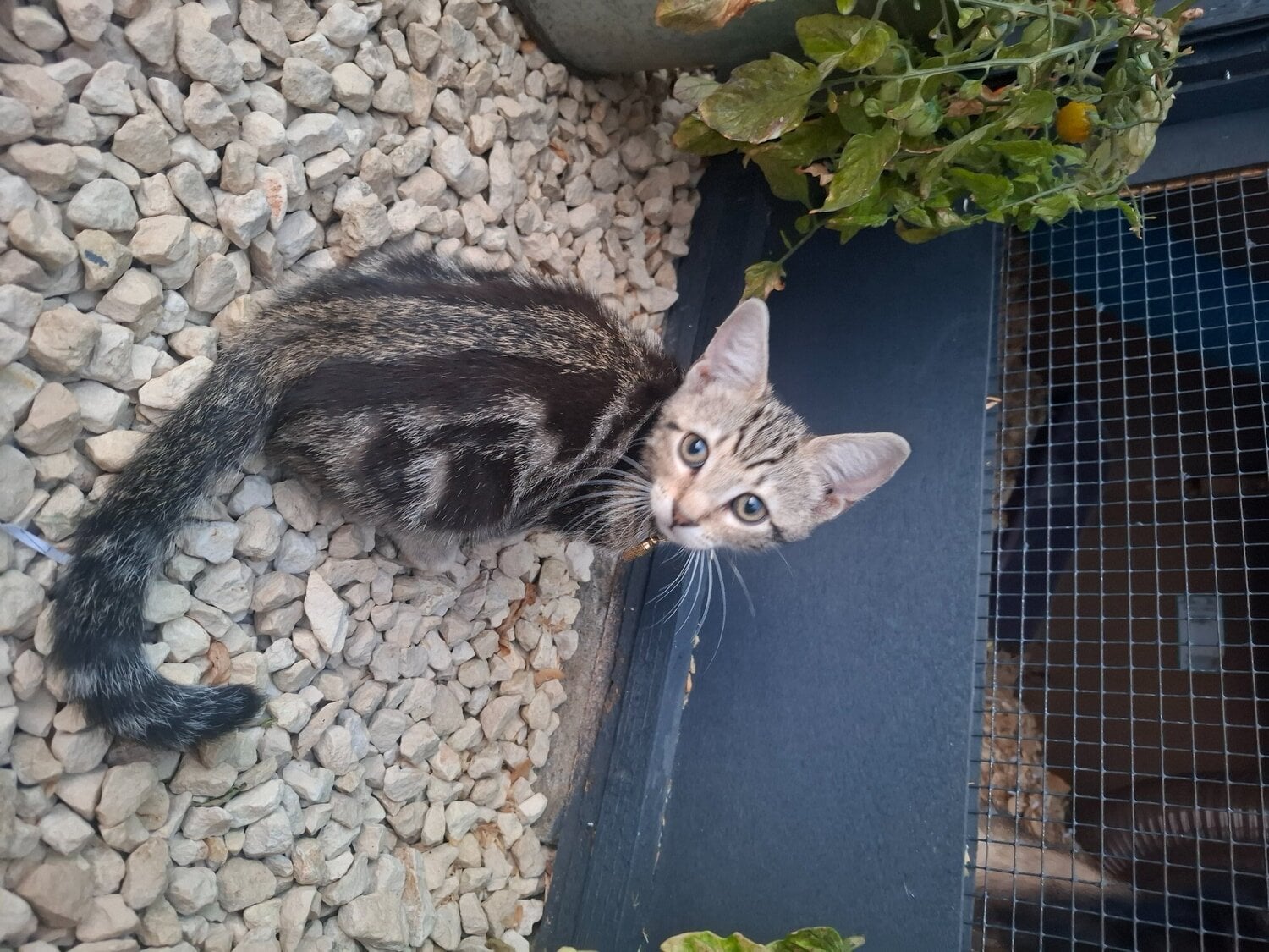 2 x male kittens  in Bourne