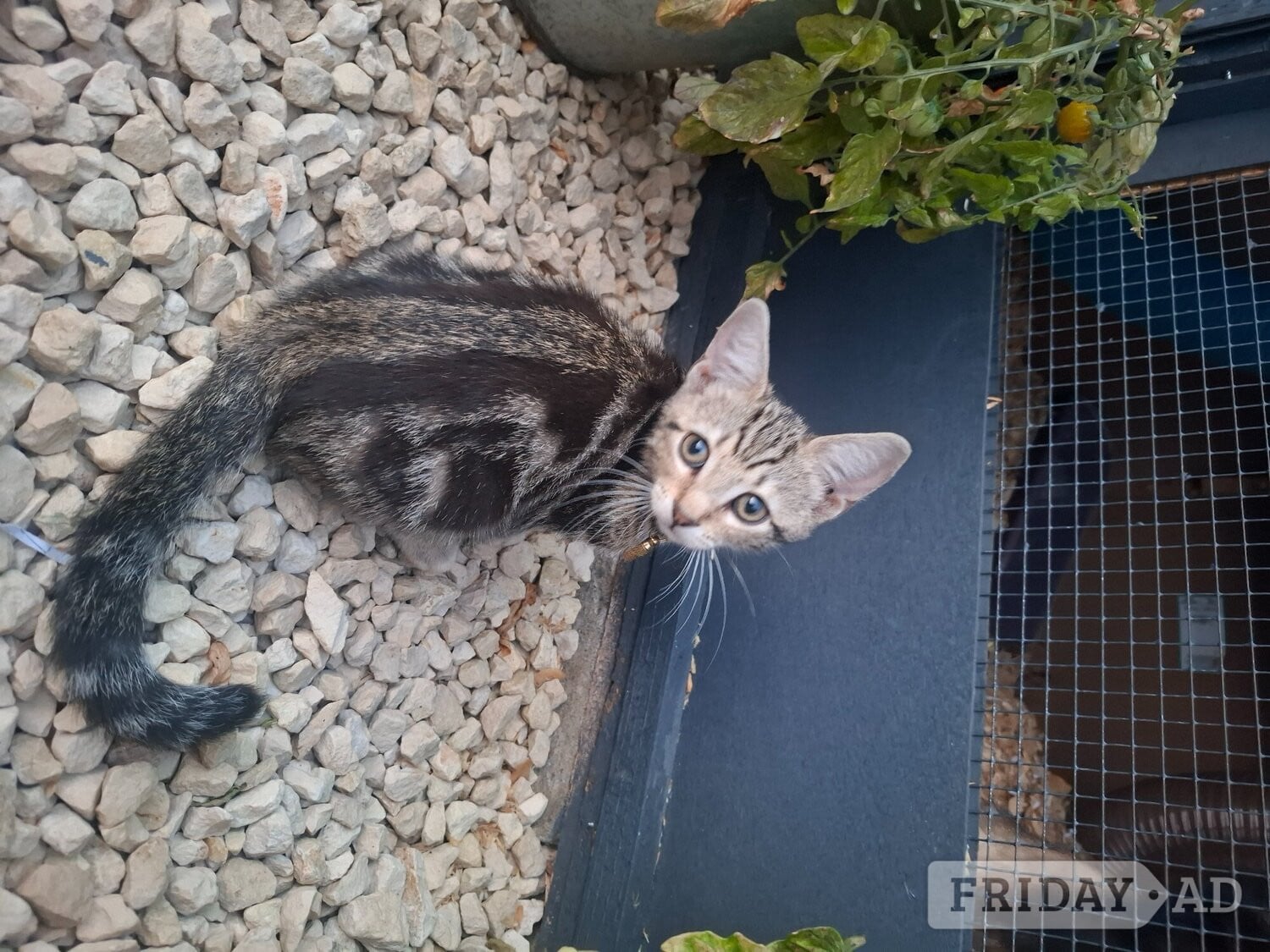 2 x male kittens  in Bourne