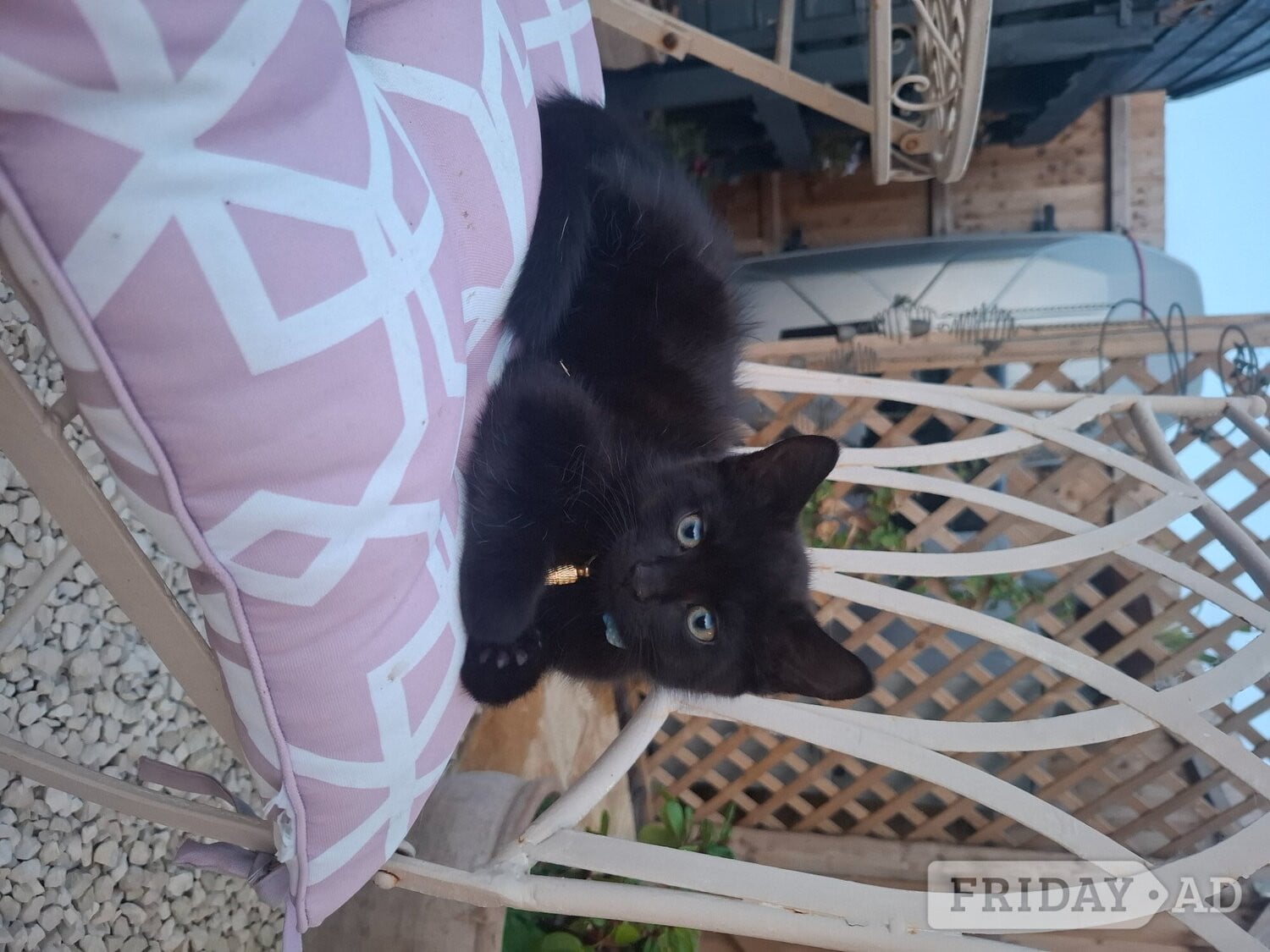 2 x male kittens 