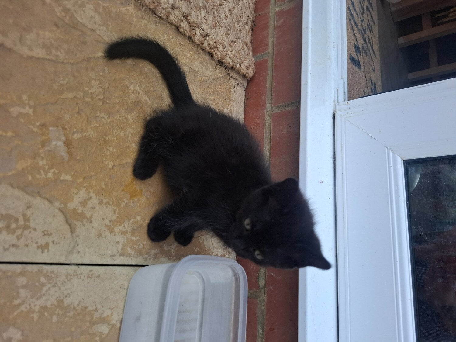 Bourne 2 x male kittens 