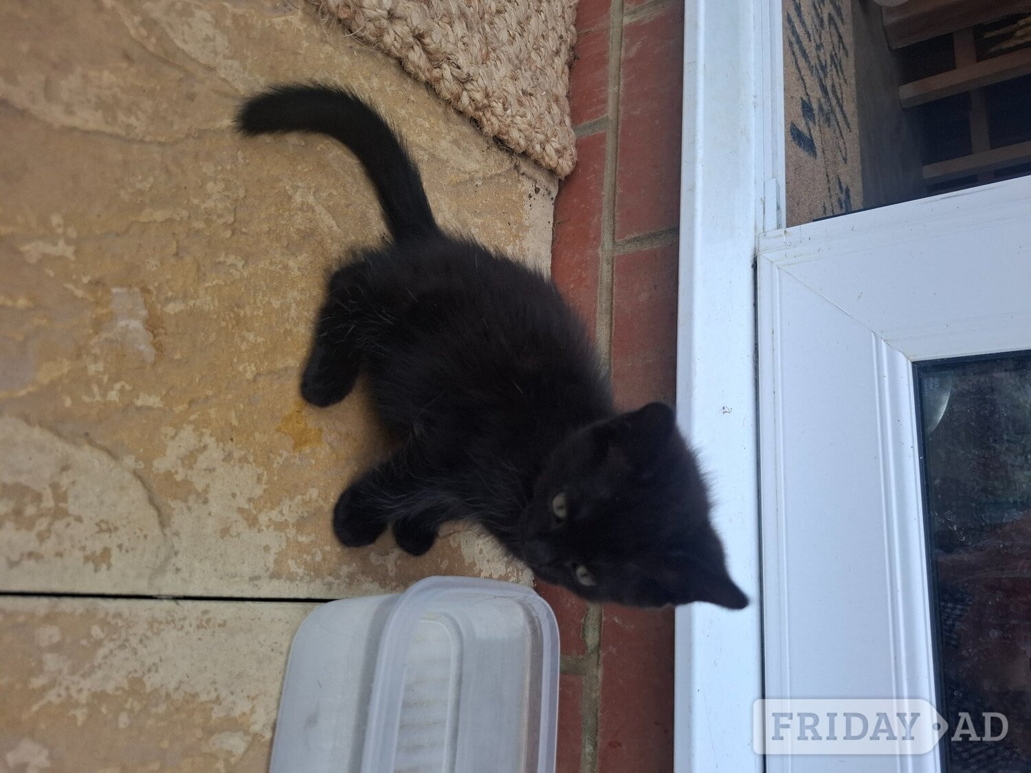Bourne 2 x male kittens 
