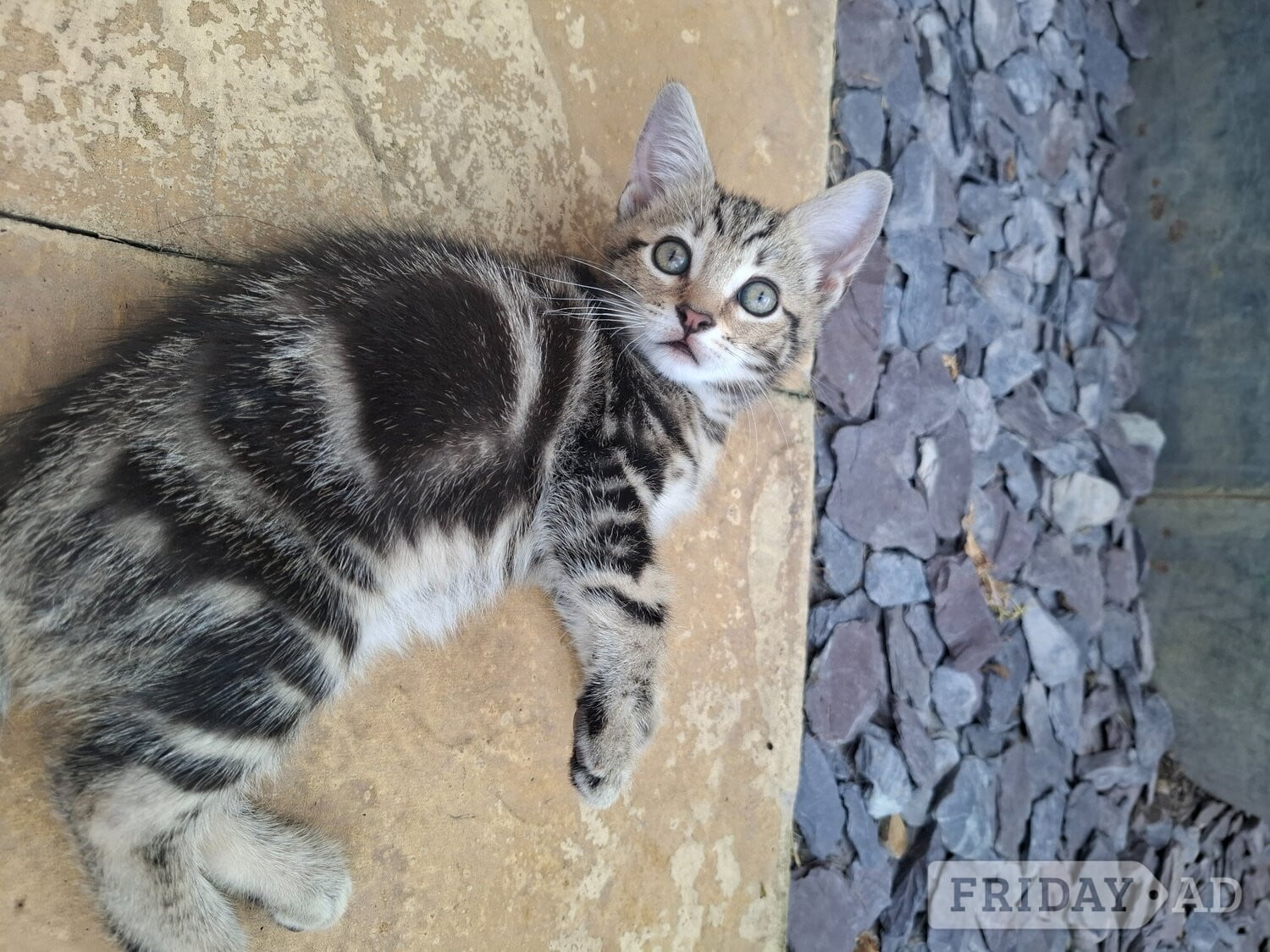 2 x male kittens  - Cats & Kittens in Bourne