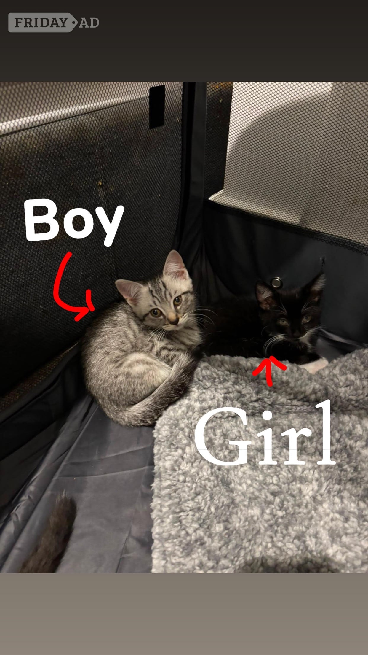 4 Beautiful Kittens For sale in Bexhill-On-Sea