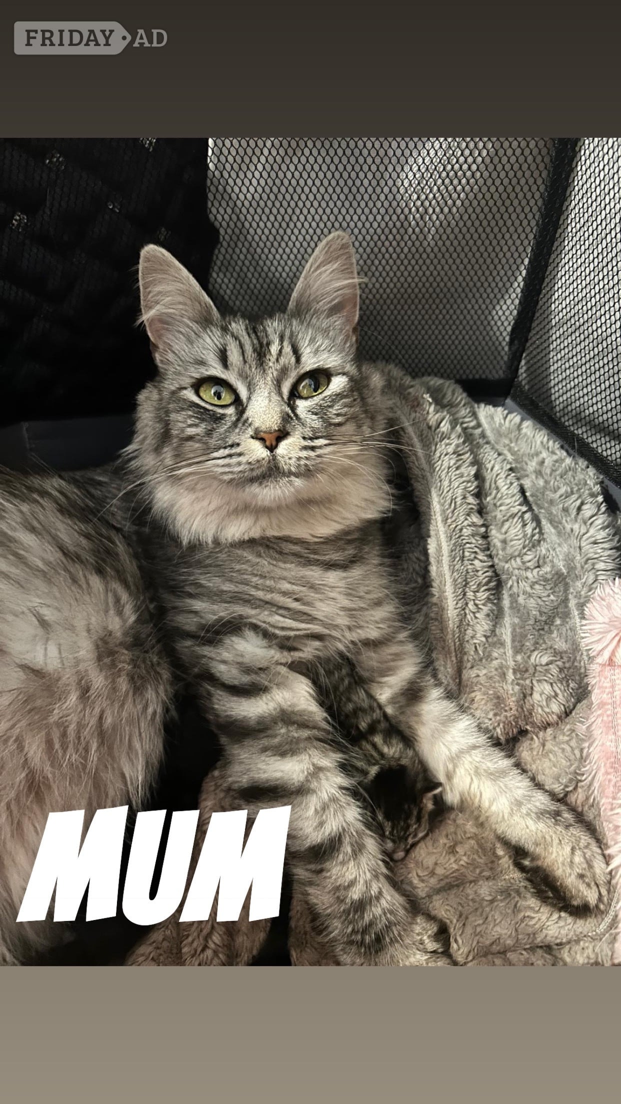 4 Beautiful Kittens For sale