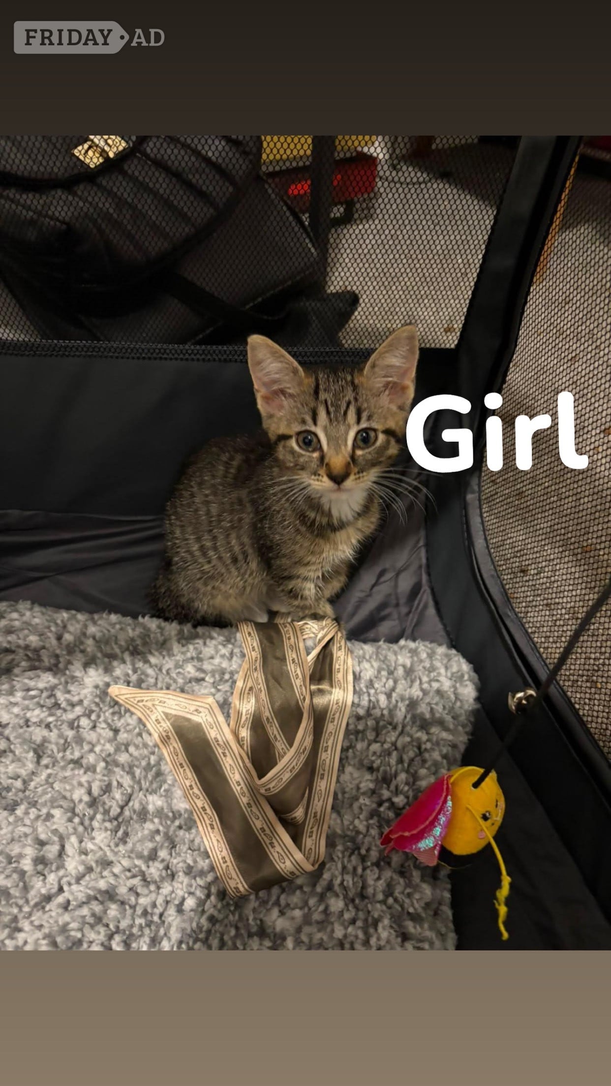 4 Beautiful Kittens For sale - Cats & Kittens in Bexhill-On-Sea
