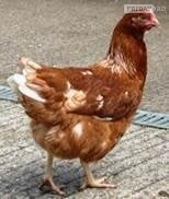 Point of lay chickens for sale