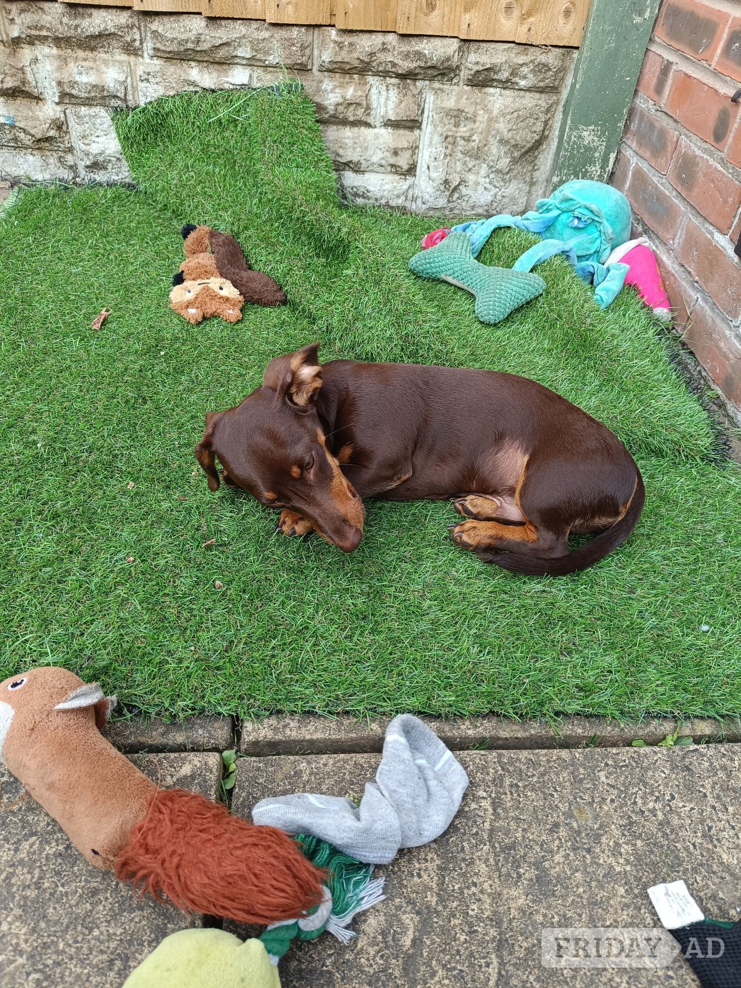 Shorthaired Dachshund Puppy in Market Drayton
