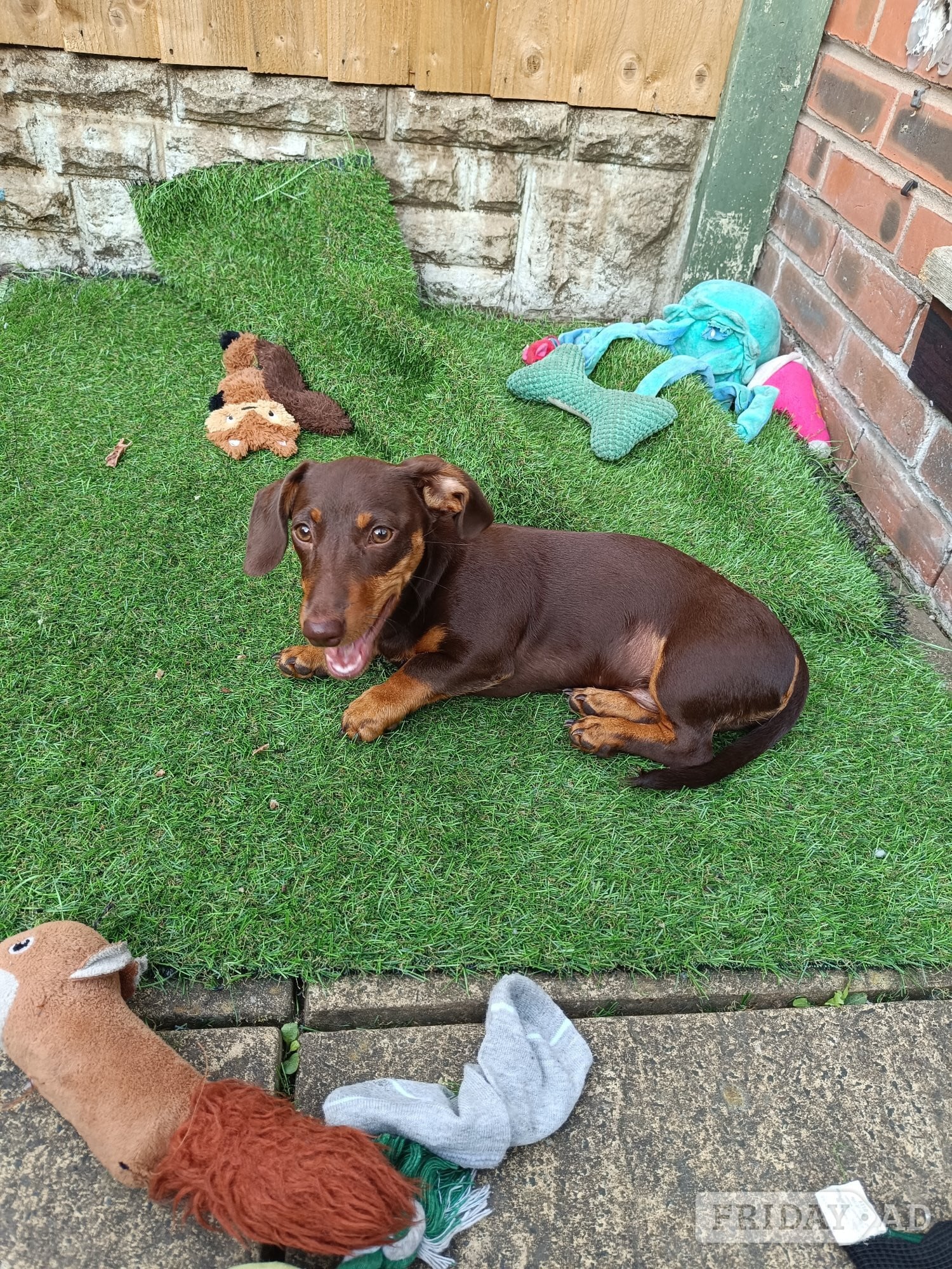 Shorthaired Dachshund Puppy