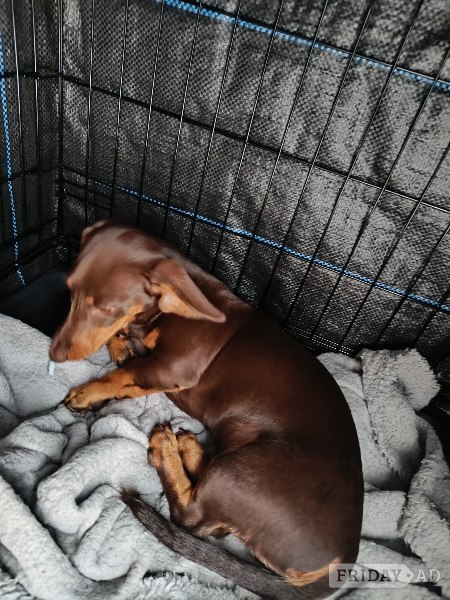 Market Drayton Shorthaired Dachshund Puppy