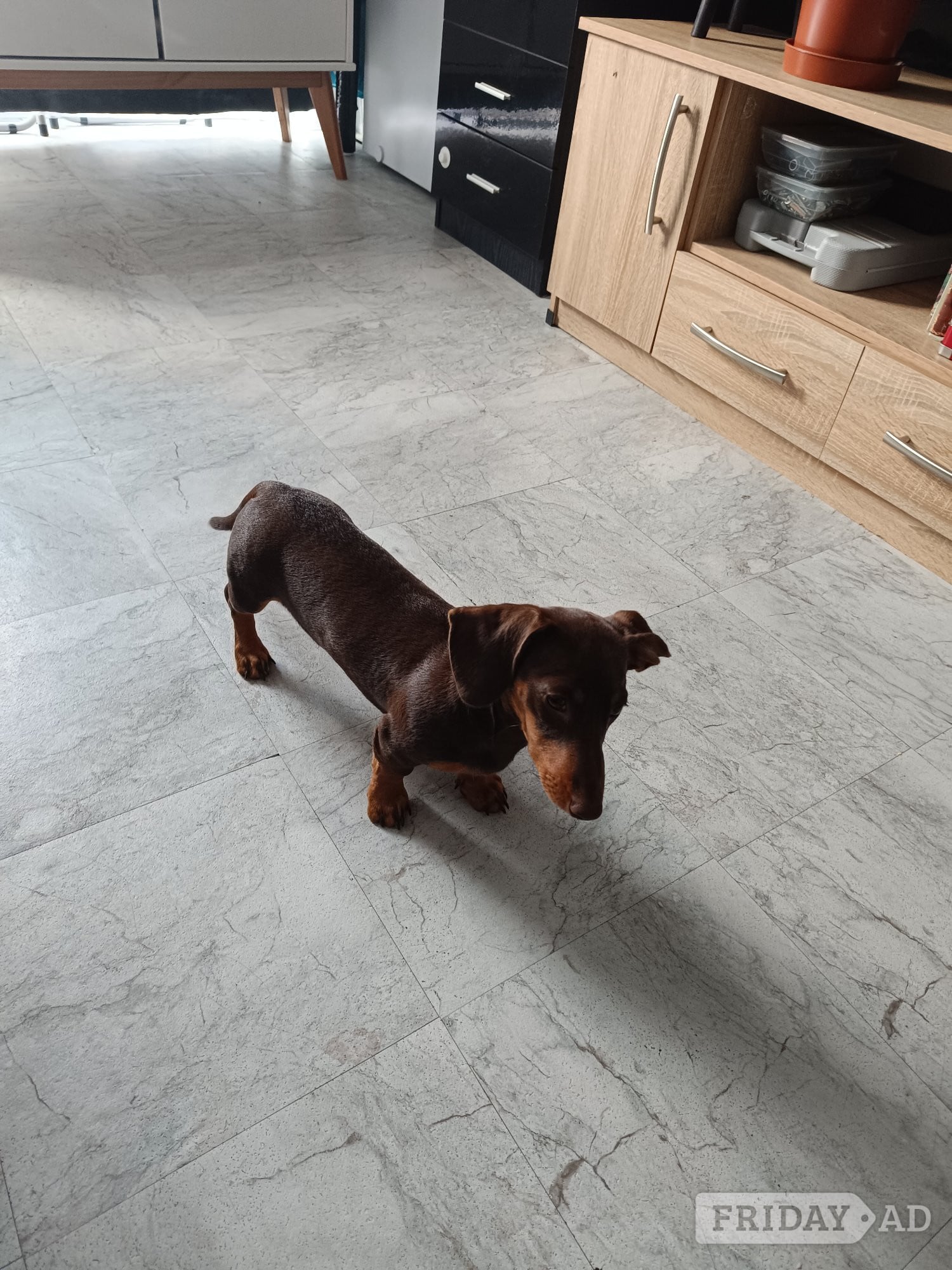 Shorthaired Dachshund Puppy - Dogs & Puppies in Market Drayton