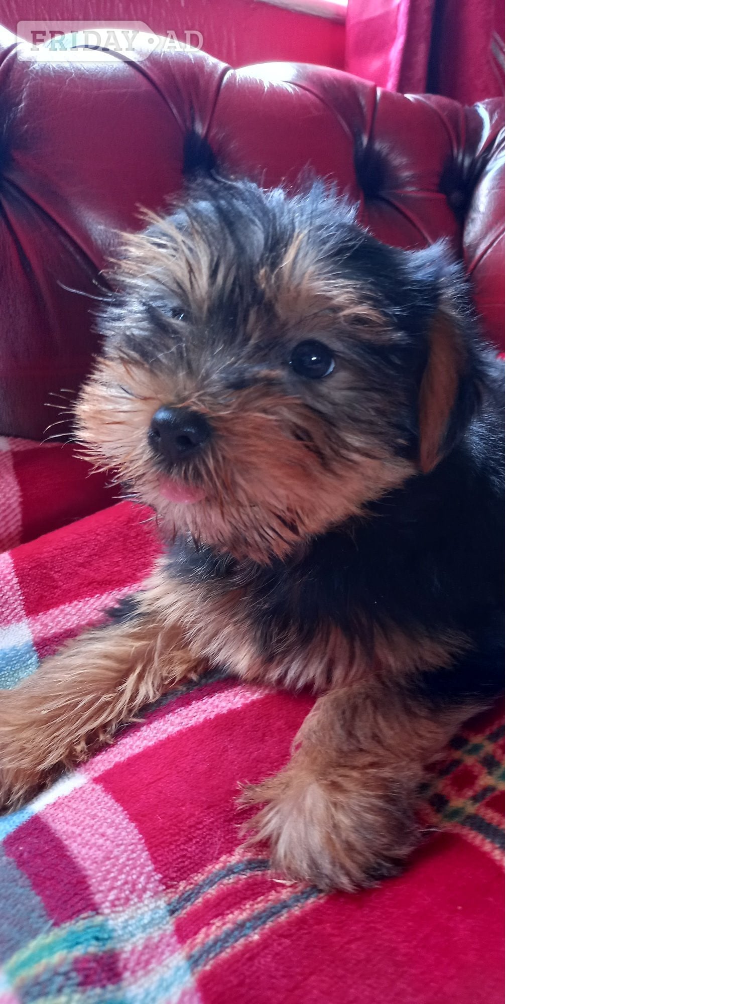Delightful Yorkshire Terrier puppies ready now. in Spalding
