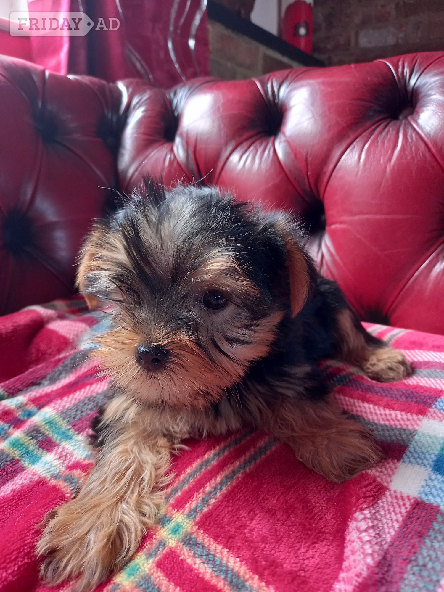 Delightful Yorkshire Terrier puppies ready now.