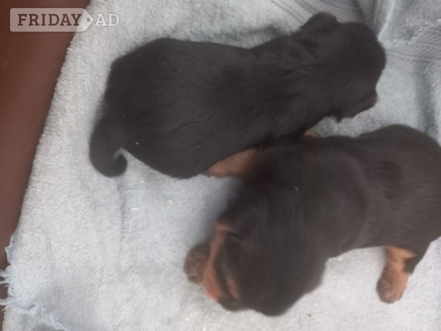Spalding Delightful Yorkshire Terrier puppies ready now.