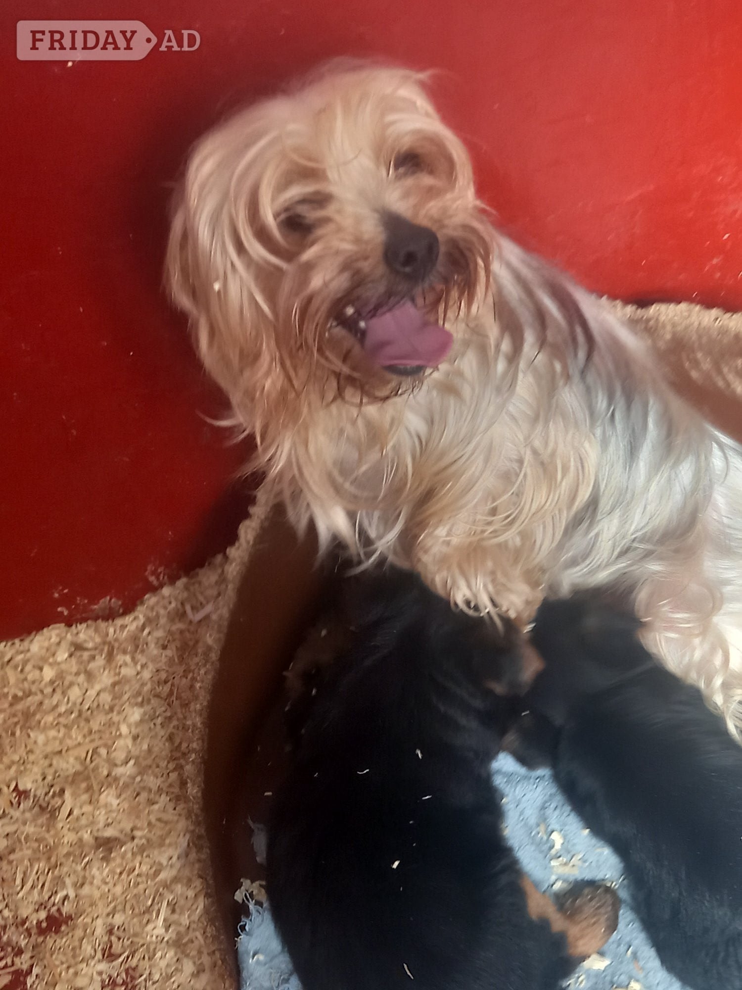 Delightful Yorkshire Terrier puppies ready now. - Dogs & Puppies in Spalding
