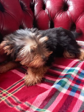 Delightful Yorkshire Terrier puppy ready now.