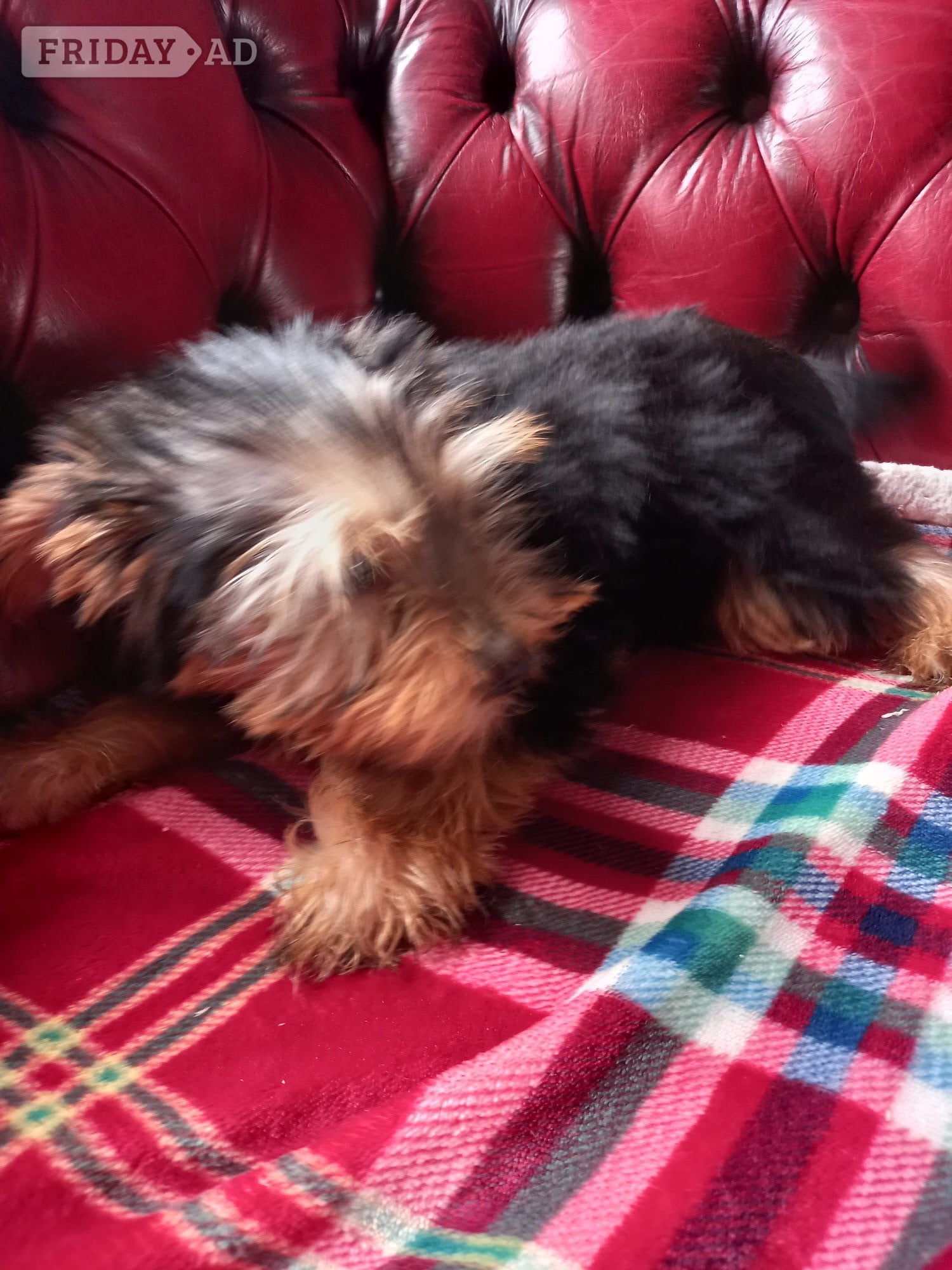 Handsome male Yorkshire Terrier puppy ready now. in Spalding