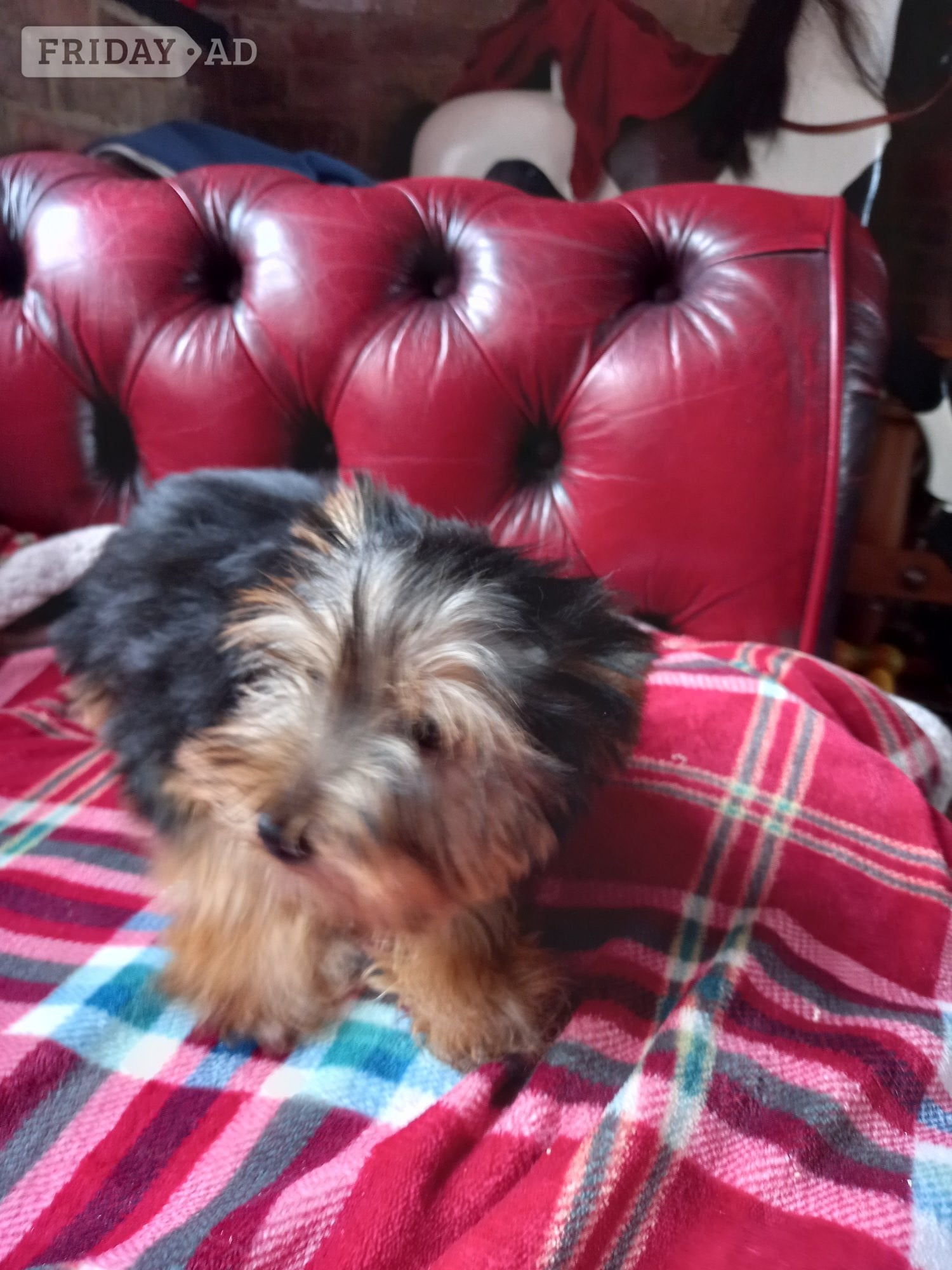Handsome male Yorkshire Terrier puppy ready now. - Dogs & Puppies in Spalding