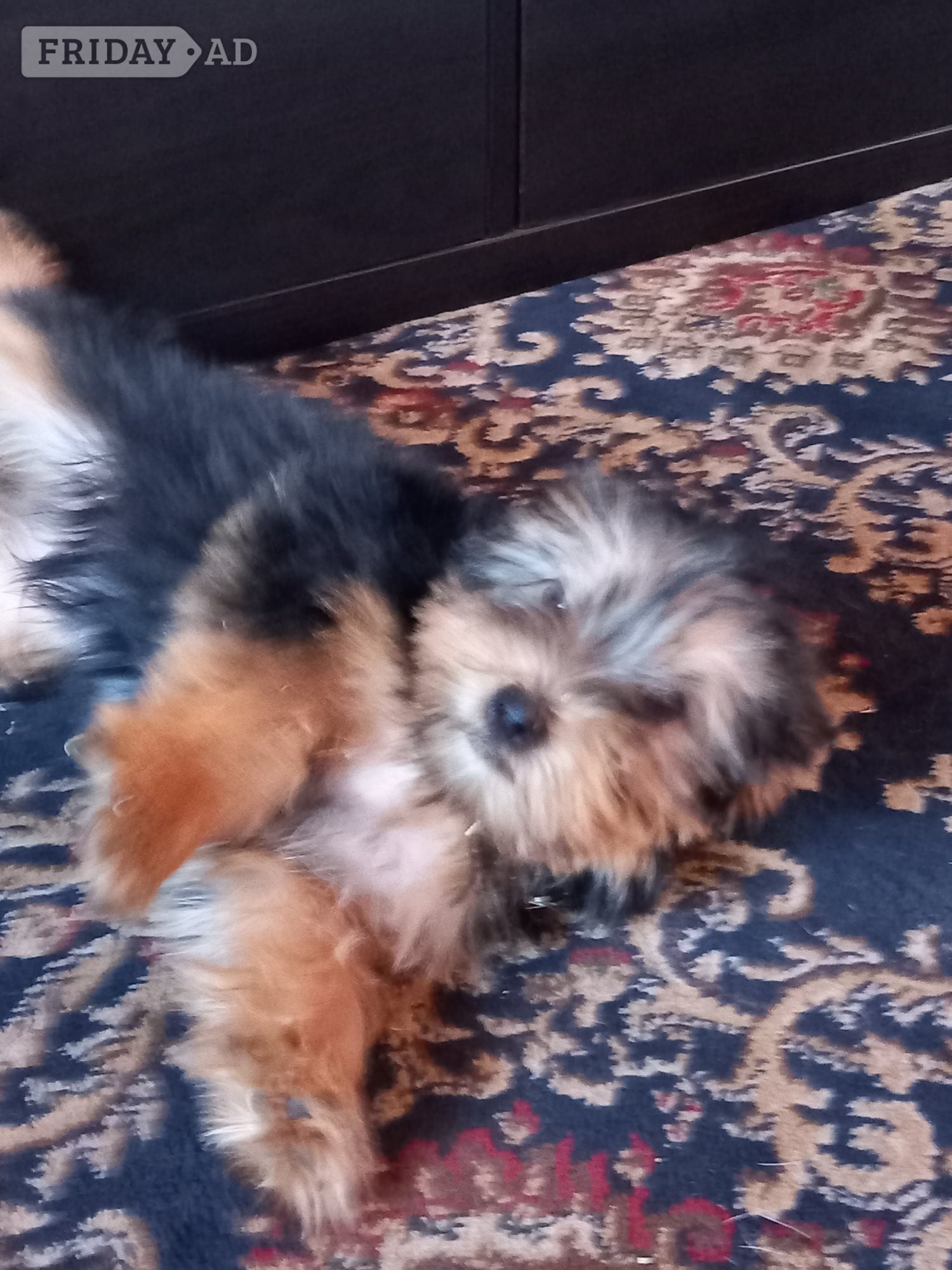 Handsome male Yorkshire Terrier puppy ready now. - Dogs & Puppies